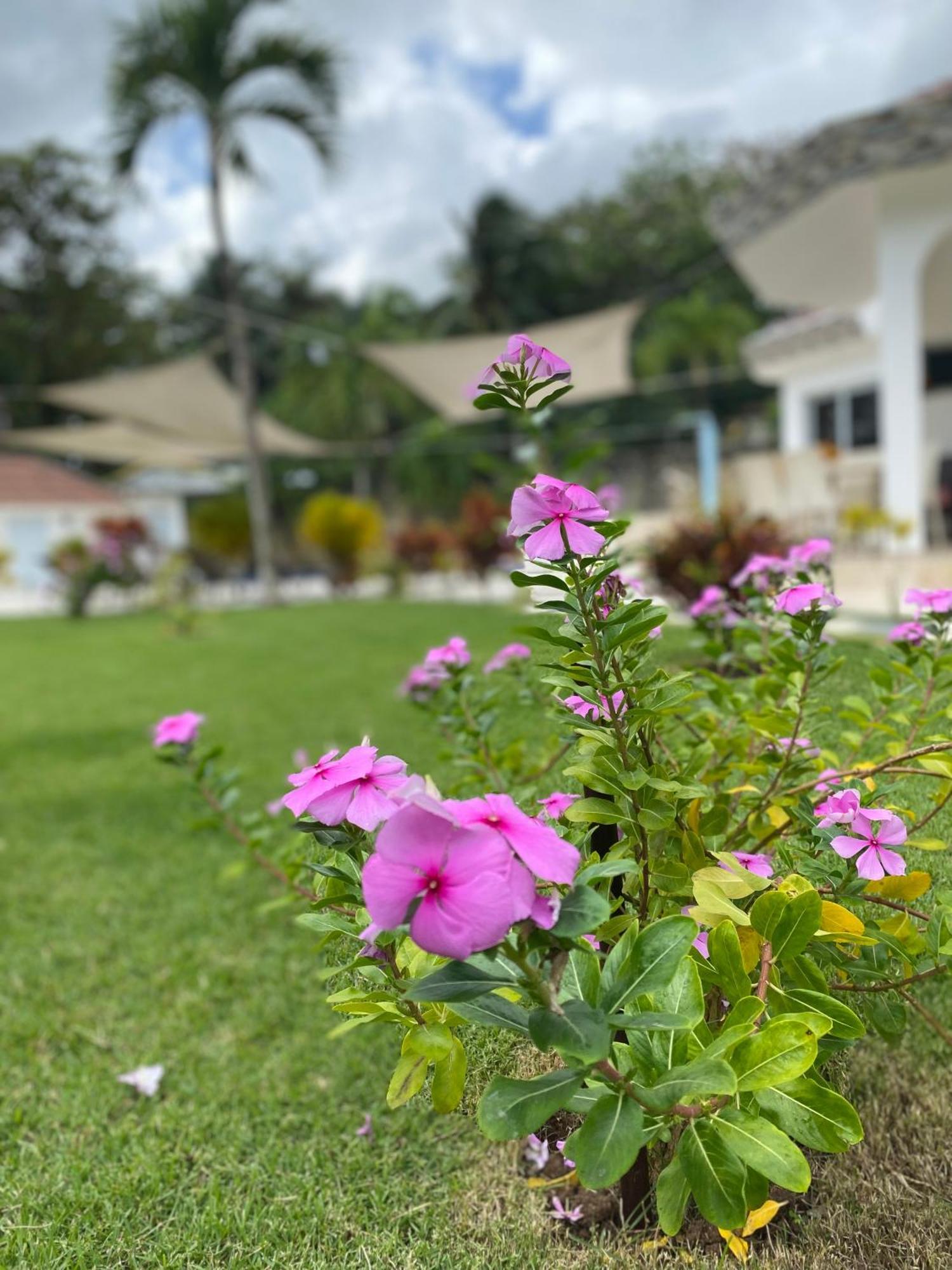 Casa Blanca - White House Leilighet Cabarete Eksteriør bilde